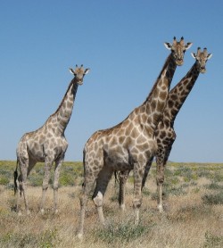 Giraffes in Etosha National Park