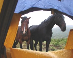 Horses Atlan and Arkell are patiently waiting outside the tent.