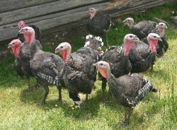 Group of young turkeys at Goat Lady Dairy Farm in Climax, NC