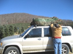 Man secures Christmas tree on car in western part of NC