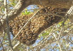 A big blob of bees is hanging from a branch