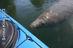 Manatees got close to Lina and me in Crystal River in 2008